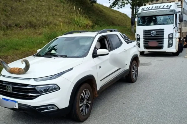 Vídeo: PRF flagra picape com chifre de boi em Florianópolis e motorista leva multa Condutor só pôde seguir viagem após retirar o chifre