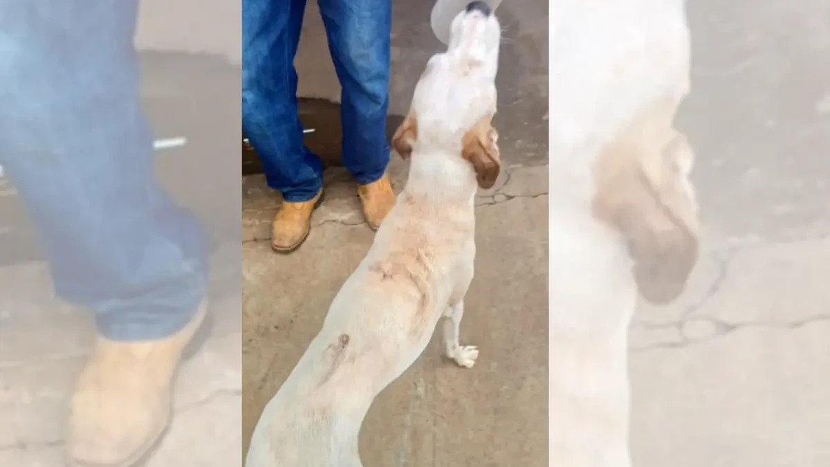 FORMATAÇÃO - FOTOS _20260203_115303_0000