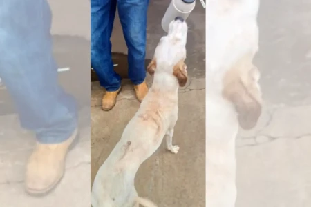 FORMATAÇÃO - FOTOS _20260203_115303_0000