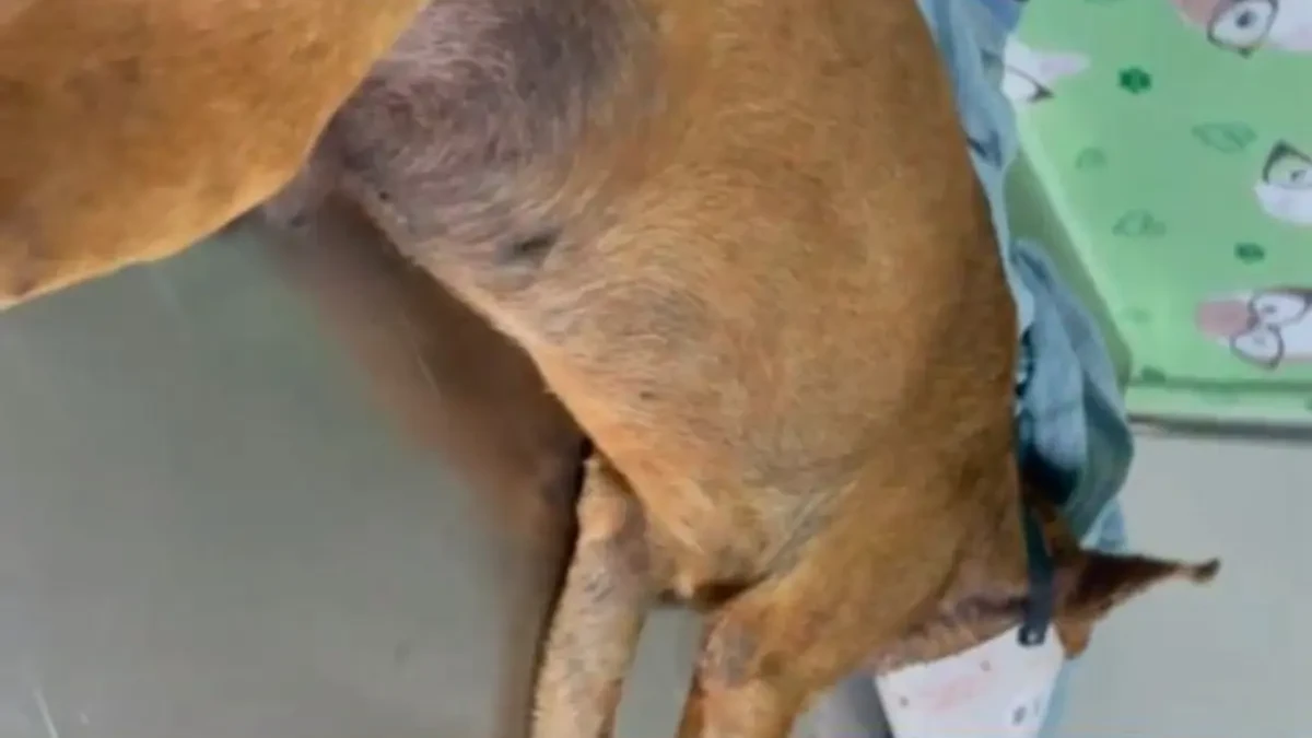 captura de tela 2026 02 03 140328 Cão comunitário morre após ser ferido com faca em Hidrolândia: ‘vida inocente ceifada’