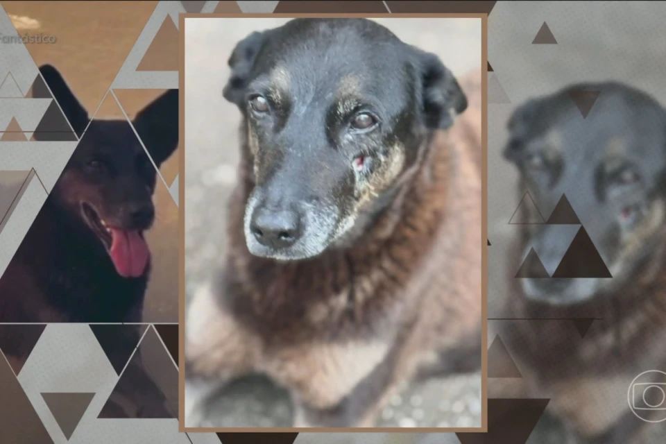 Reportagem do Fantástico sobre caso do cão Orelha revolta a web: omissão Internautas chegaram a comentar que “só faltou culparem o cachorro”