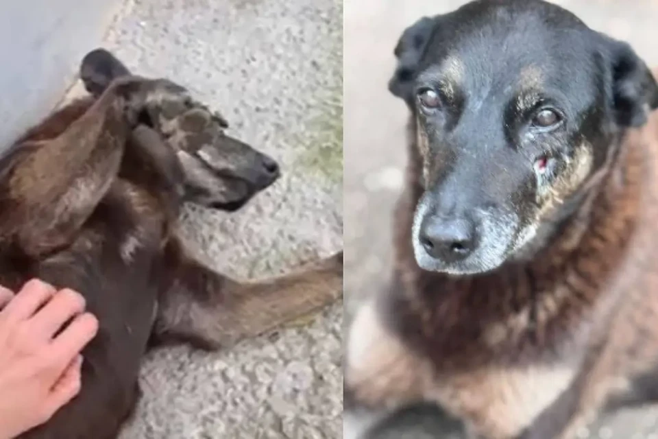 Polícia conclui inquérito sobre morte de cão Orelha e pede internação de apenas um dos quatro adolescentes adultos indiciados coação