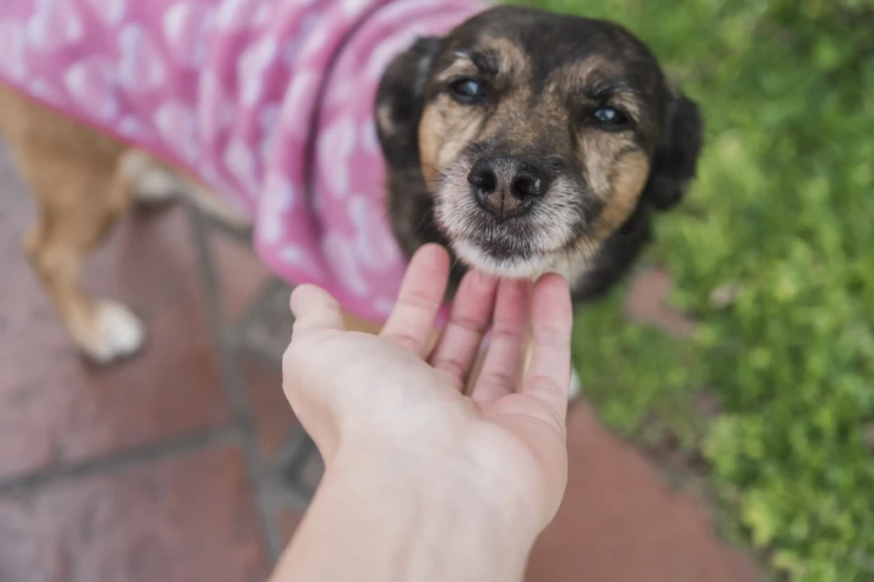 Goiânia recebe Pet Day com feira de adoção de cães neste sábado (7)