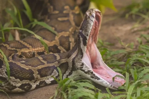 Veja fotos da píton que entrou para o livro dos recordes como maior cobra selvagem já medida Comprimento do réptil da Indonésia