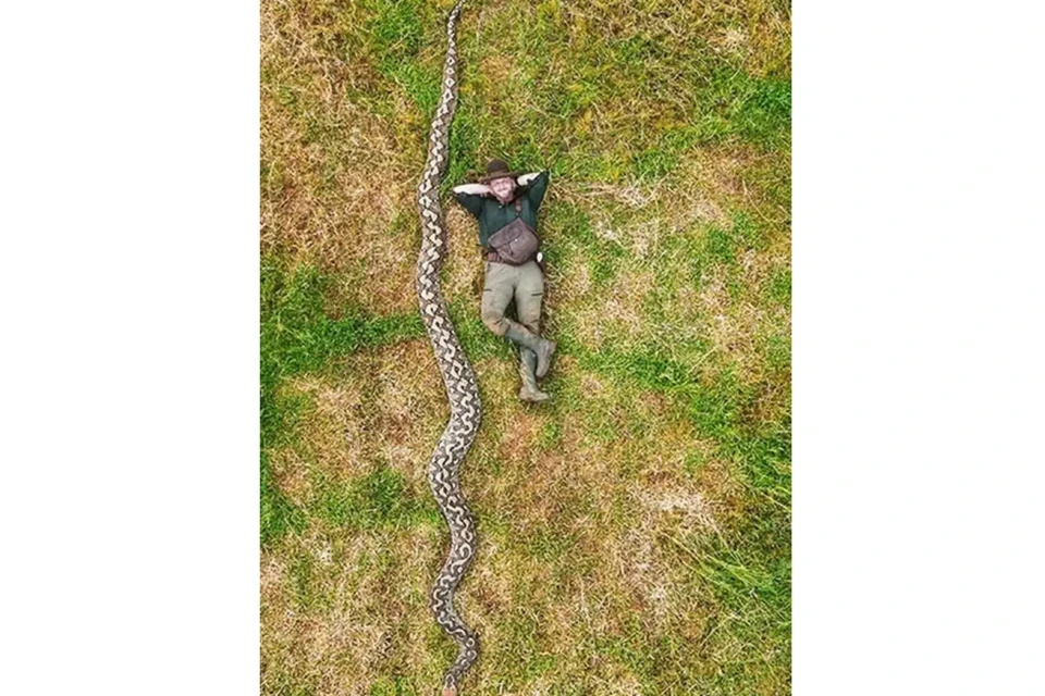 Veja fotos da píton que entrou para o livro dos recordes como maior cobra selvagem já medida Comprimento do réptil da Indonésia