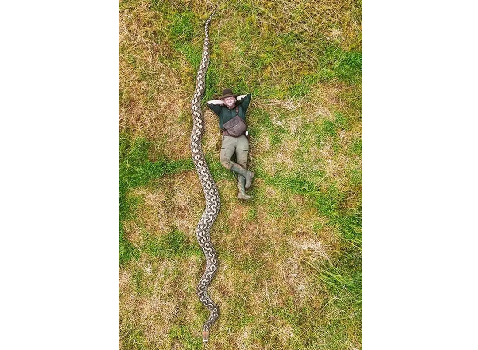 Veja fotos da píton que entrou para o livro dos recordes como maior cobra selvagem já medida Comprimento do réptil da Indonésia