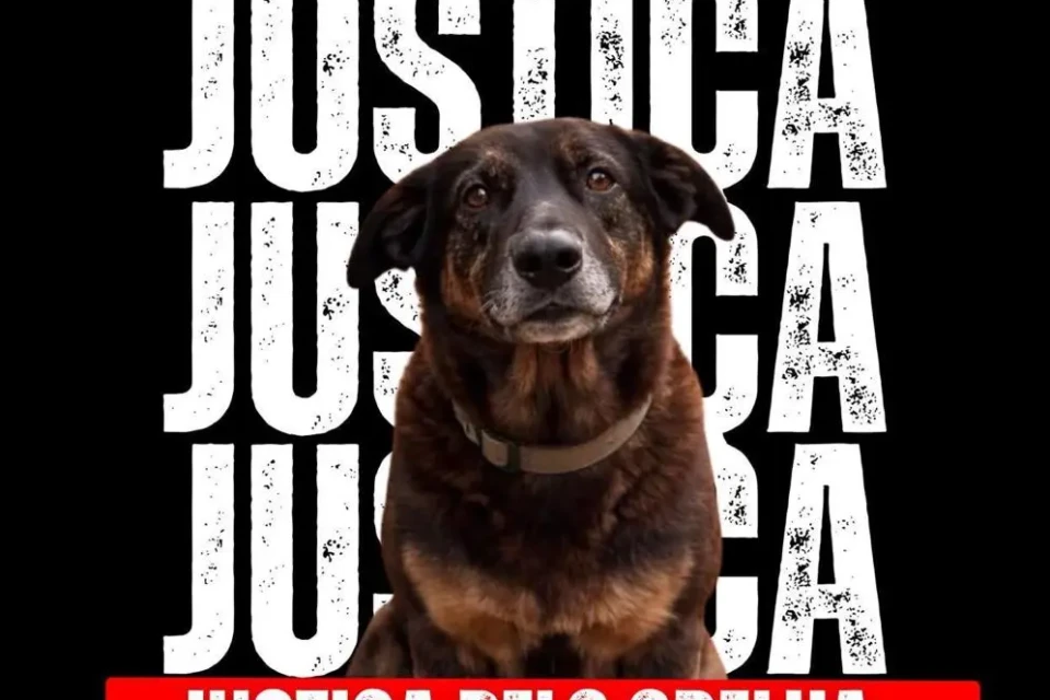 WhatsApp Image 2026-02-06 at 15.56.35