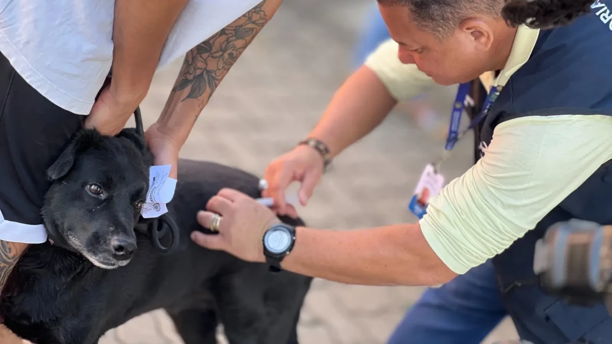 Após confirmação de morcego com vírus da raiva em Goiânia, SMS faz alerta sobre vacinação Saúde antirrábica de animais domésticos