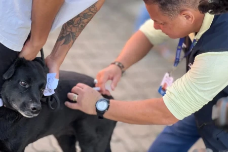 Após confirmação de morcego com vírus da raiva em Goiânia, SMS faz alerta sobre vacinação Saúde antirrábica de animais domésticos