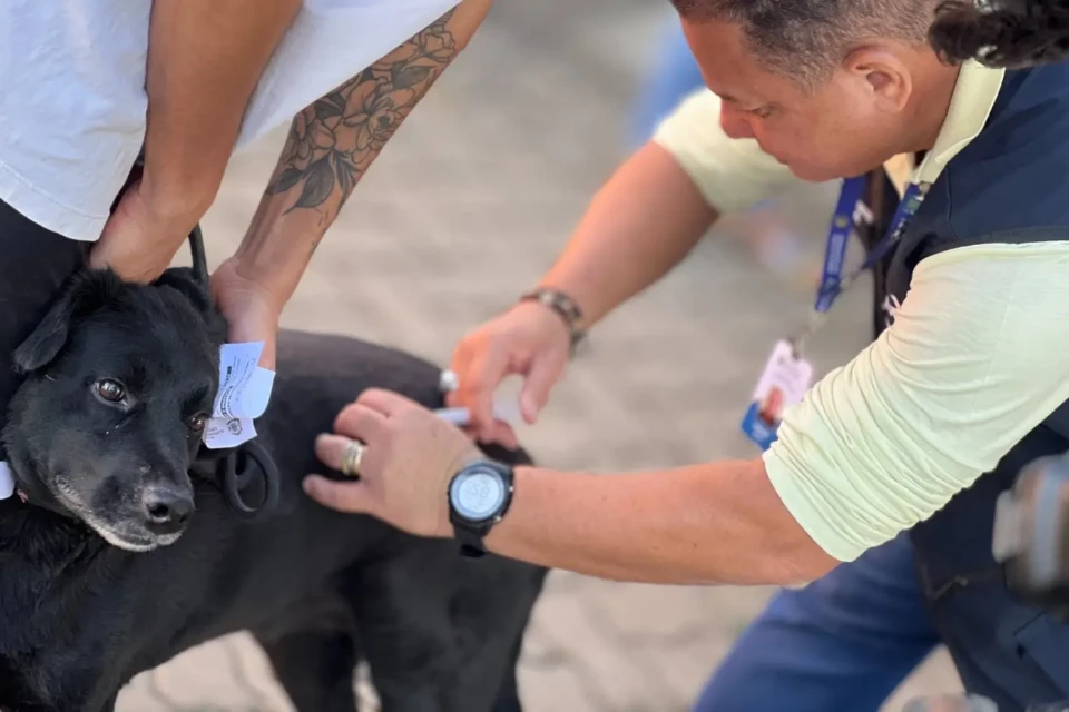 Após confirmação de morcego com vírus da raiva em Goiânia, SMS faz alerta sobre vacinação Saúde antirrábica de animais domésticos