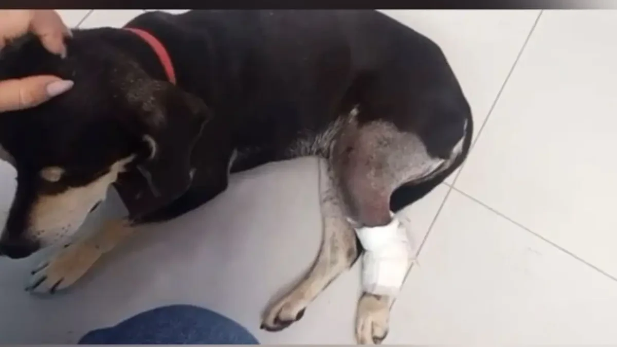 captura de tela 2026 02 09 171715 Cão é baleado dentro de condomínio em Guapó; caso é investigado pela Polícia Civil