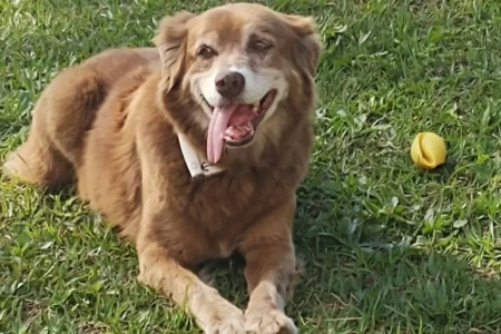 Bob Coveiro: a história do cachorro que viveu 10 anos no cemitério onde dona foi sepultada velado com flores e enterrado Cemitério da Saudade