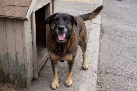 Manifestação nacional que pede justiça por cão Orelha chega a Goiânia neste domingo (22) 16h no Parque Vaca Brava