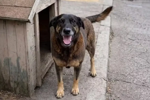 Manifestação nacional que pede justiça por cão Orelha chega a Goiânia neste domingo (22) 16h no Parque Vaca Brava