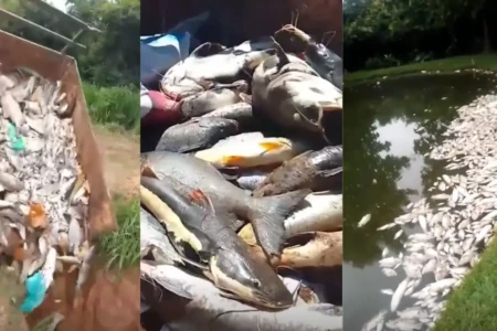 Imagens mostram peixes encontrados mortos em represas