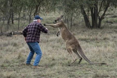 Imagens fortes: idoso é brutalmente atacado por canguru na Austrália Aposentado relatou que estava tentando salvar cachorro