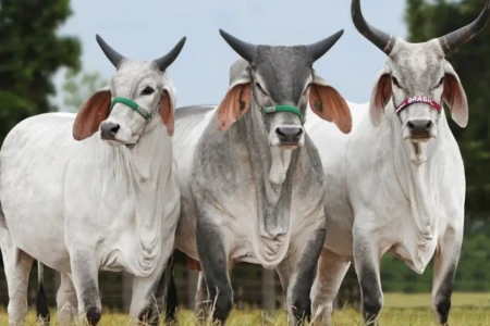 Brasil produziu 11 milhões de toneladas de carne bovina em 2025