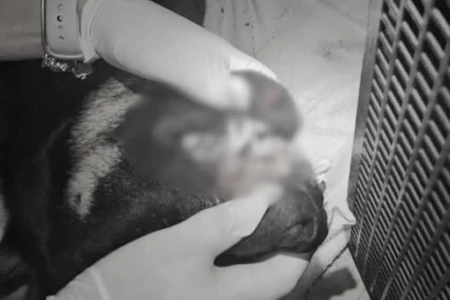 Três adolescentes são apreendidos sob suspeita de matar cão em Itajaí (SC) Animal teria sido arremessado no rio e depois jogado de prédio