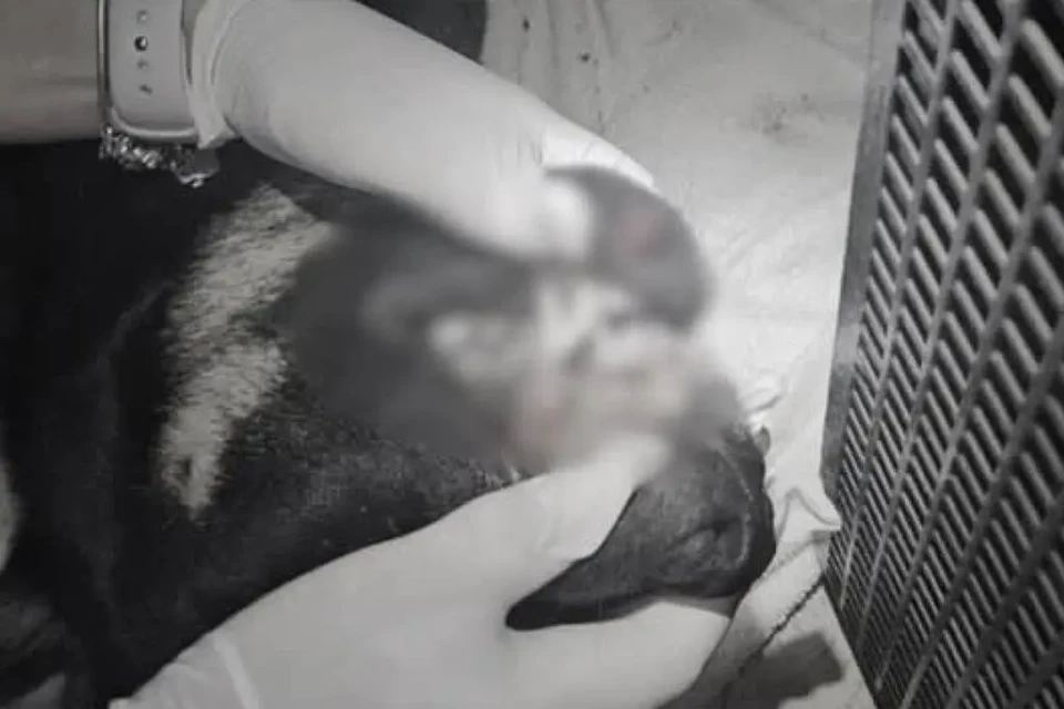 Três adolescentes são apreendidos sob suspeita de matar cão em Itajaí (SC) Animal teria sido arremessado no rio e depois jogado de prédio
