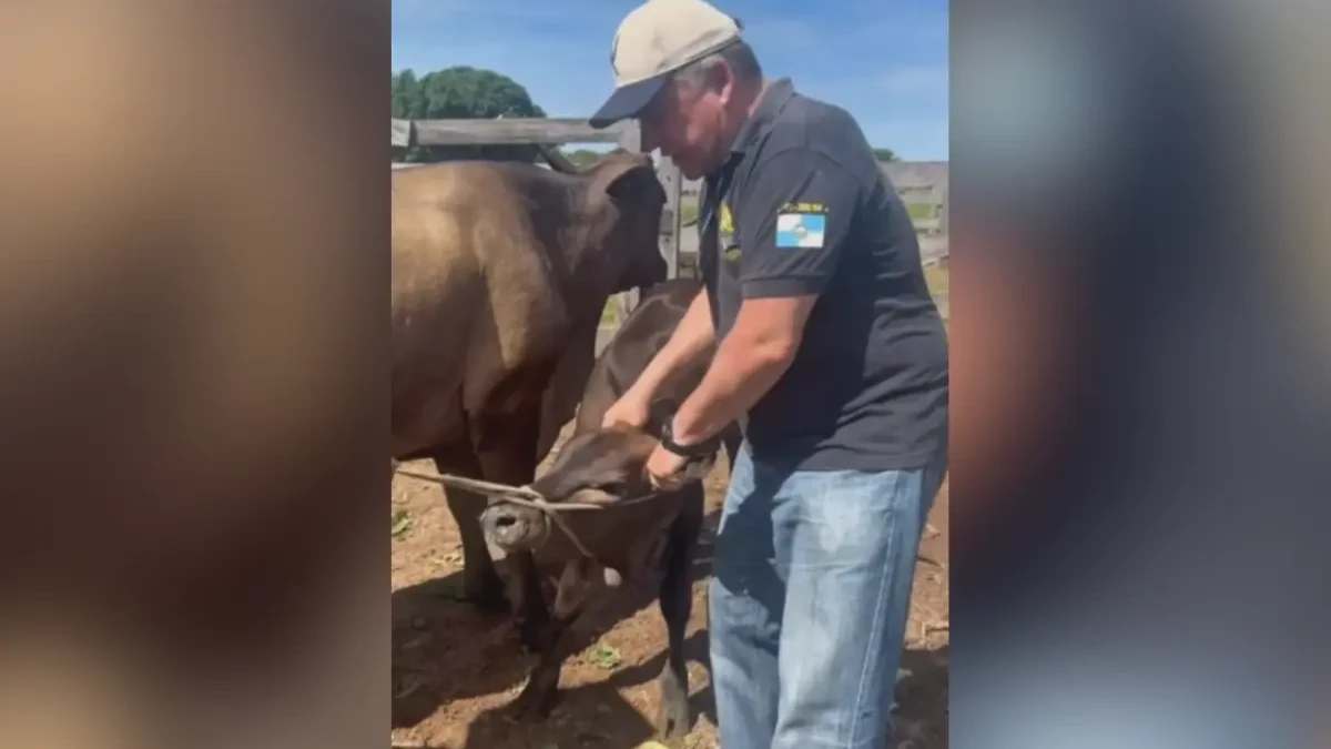 Mabel agarra bezerro e manda recado para quem 'mamava na teta' na prefeitura (Foto: Reprodução)