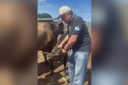Mabel agarra bezerro e manda recado para quem 'mamava na teta' na prefeitura (Foto: Reprodução)