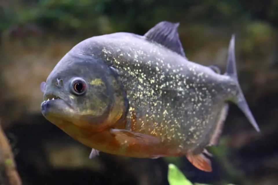 piranha