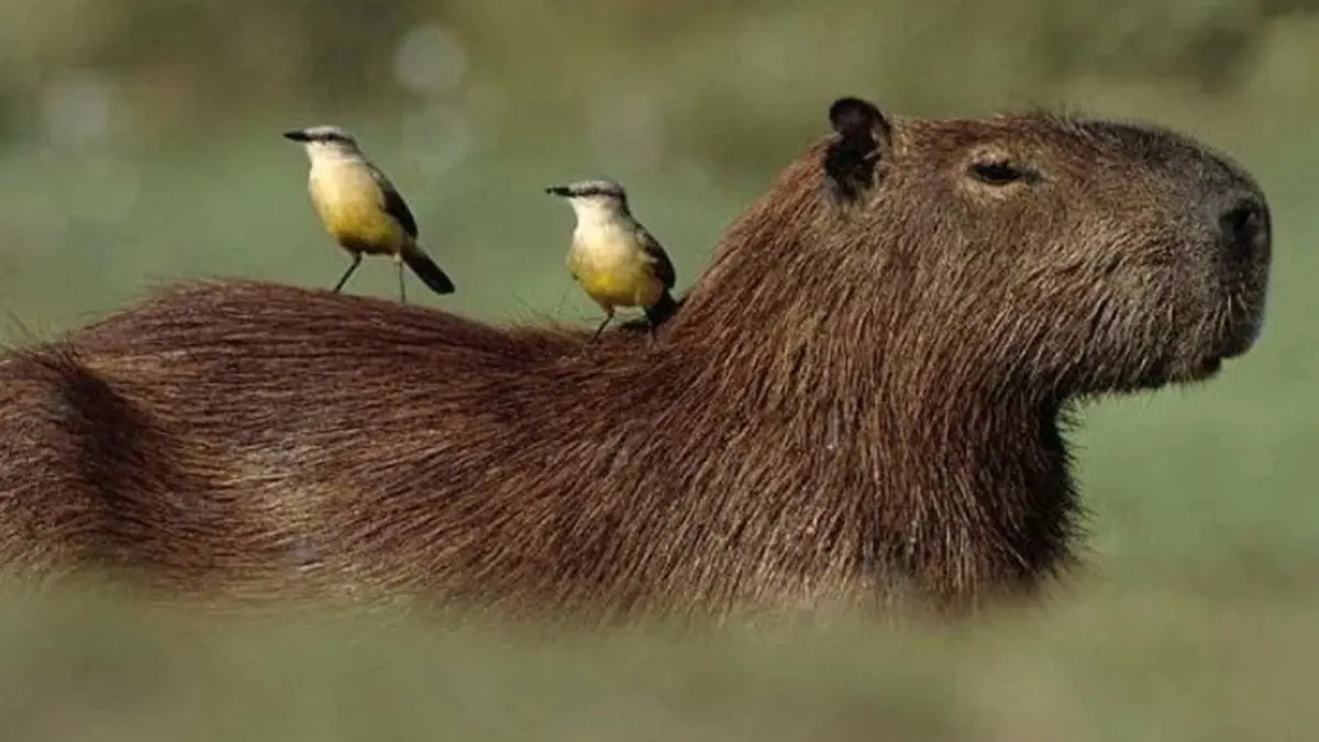 Capivara ataca mulher para defender filhotes no DF