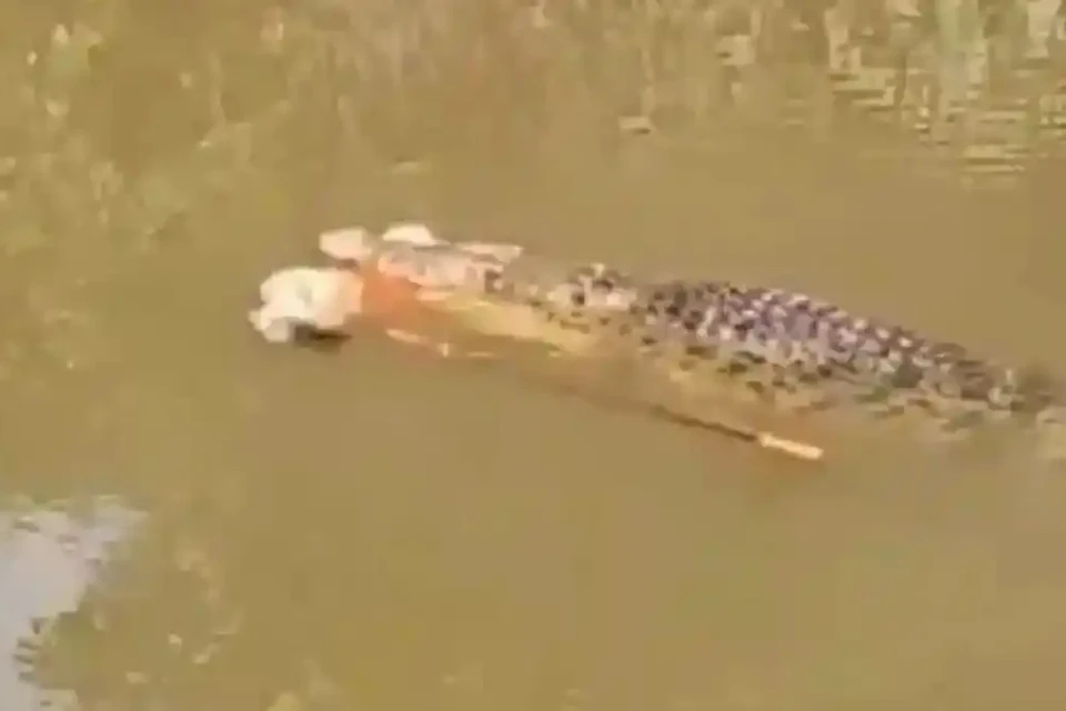 Cenas fortes: vídeo mostra mulher sendo morta por crocodilo de 4 metros na Indonésia momento em que o animal emerge com a vítima vídeo