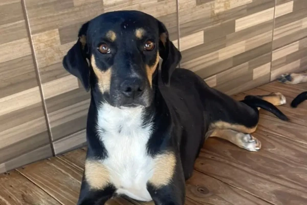 MiauDote: Shopping em Goiânia terá feira de adoção com cães e gatos neste sábado (21) 28 animais, entre cães e gatos estarão disponíveis