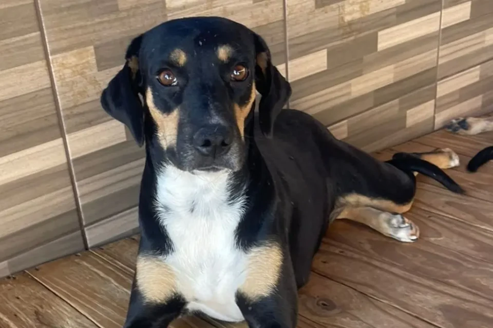 MiauDote: Shopping em Goiânia terá feira de adoção com cães e gatos neste sábado (21) 28 animais, entre cães e gatos estarão disponíveis