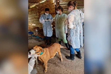 MP pede interdição de abrigo com 600 animais por maus-tratos em Goiânia