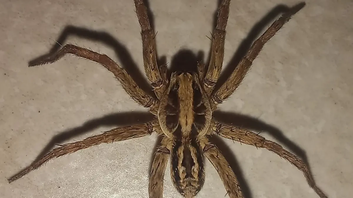 Quais aranhas correm risco de extinção em Goiás? Semad mobiliza pesquisadores para descobrir (Foto: Matheus de Souza Ferreira, Semad