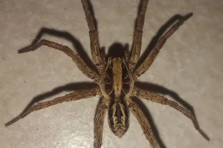 Quais aranhas correm risco de extinção em Goiás? Semad mobiliza pesquisadores para descobrir (Foto: Matheus de Souza Ferreira, Semad