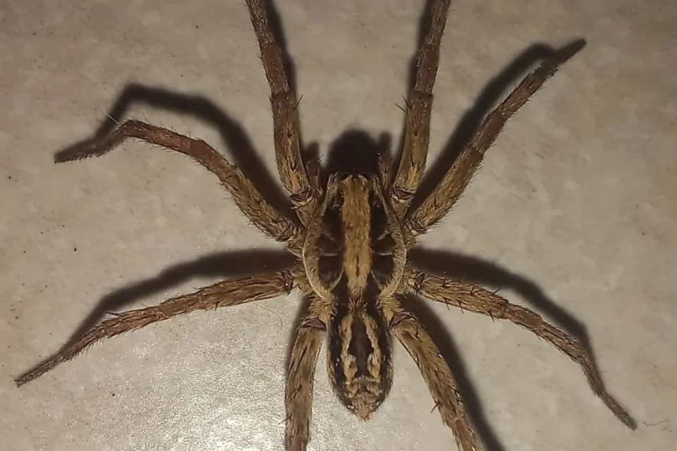 Quais aranhas correm risco de extinção em Goiás? Semad mobiliza pesquisadores para descobrir (Foto: Matheus de Souza Ferreira, Semad