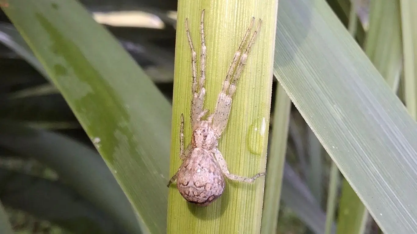 whatsapp image 2026 02 19 at 15 48 10 1 Quais aranhas correm risco de extinção em Goiás? Semad mobiliza pesquisadores para descobrir