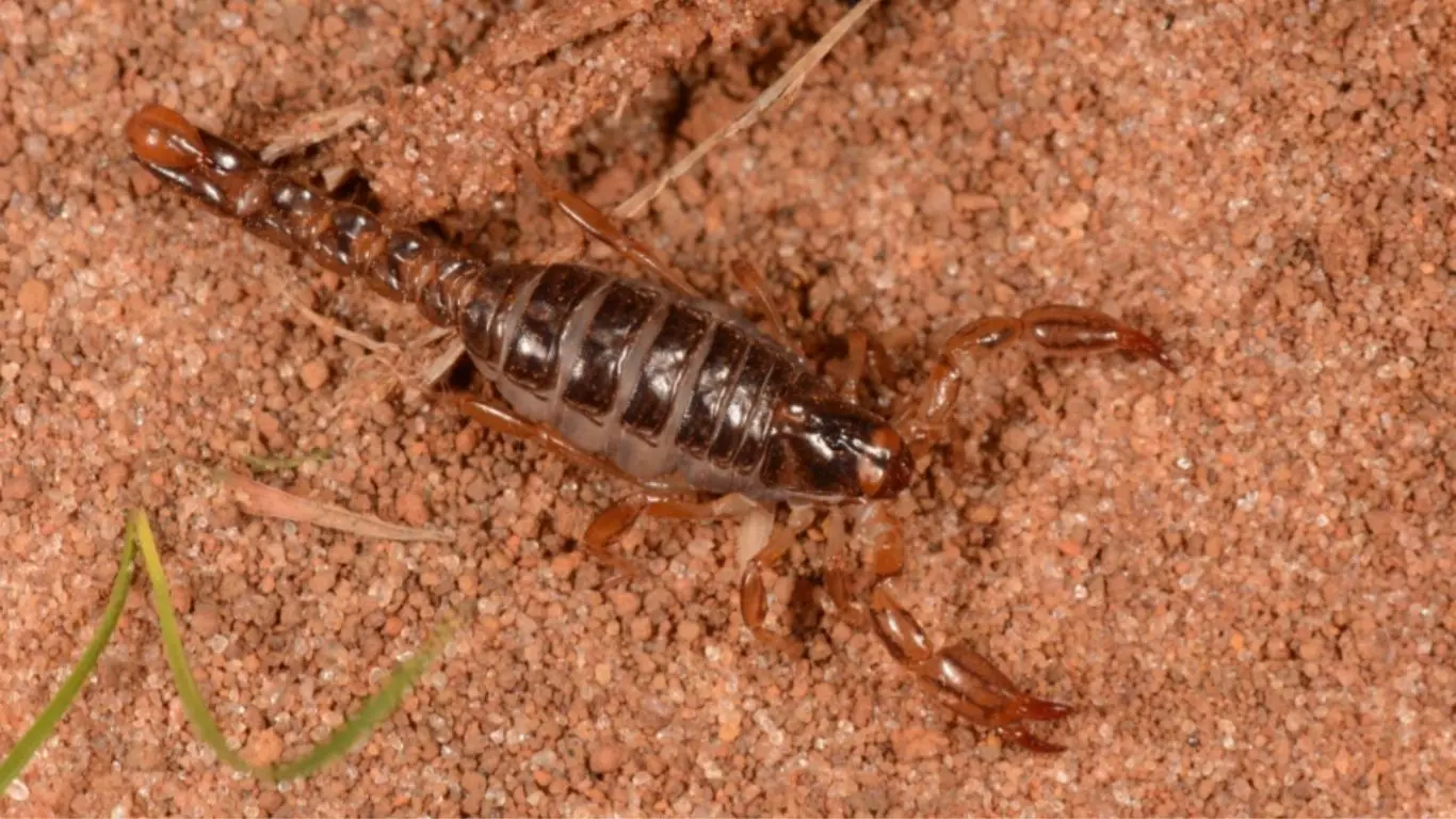 whatsapp image 2026 02 19 at 15 48 09 2 Quais aranhas correm risco de extinção em Goiás? Semad mobiliza pesquisadores para descobrir