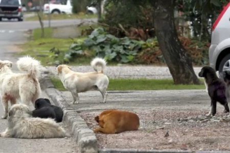Imagem mostra cães abandonados na rua