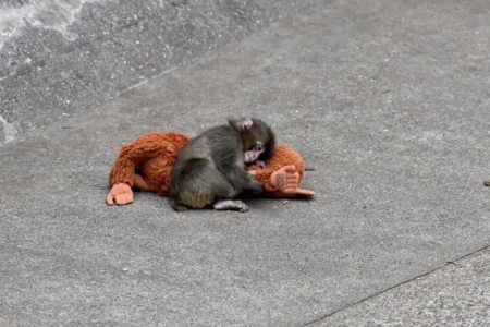 Abandonado pela mãe, filhote de macaco que adotou pelúcia é finalmente aceito por grupo em zoológico; vídeo Punch