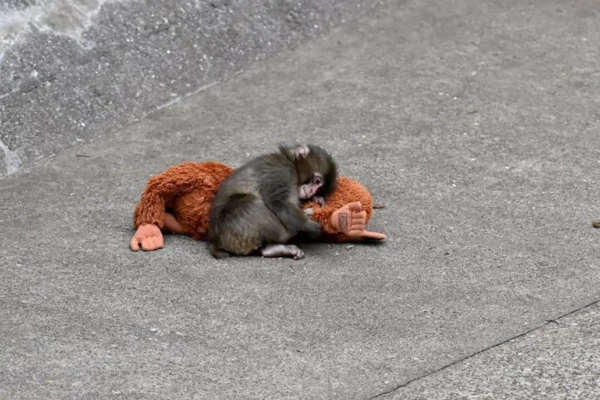 Abandonado pela mãe, filhote de macaco que adotou pelúcia é finalmente aceito por grupo em zoológico; vídeo Punch
