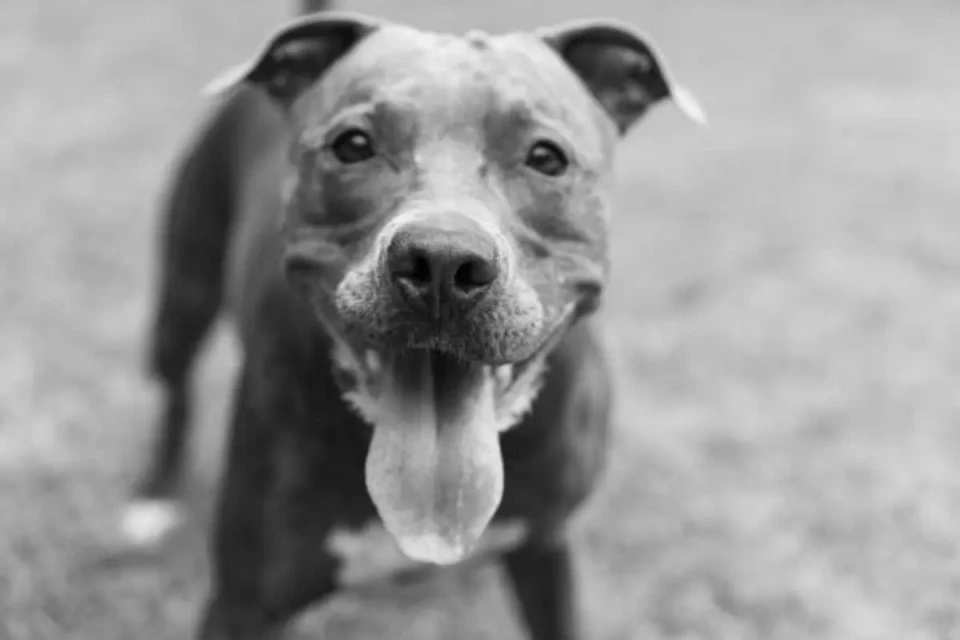 pit bull x capa