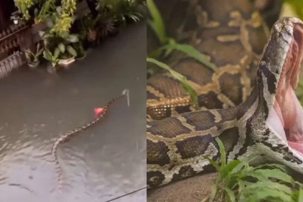 Pítons gigantes aparecem em ruas alagadas de Bali durante chuvas; assista ao vídeo Imagens mostram répteis nadando entre moradores