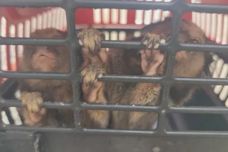 Polícia Civil resgata macacos mantidos em cativeiro e com sinais de maus-tratos em Goiânia