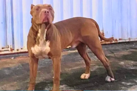 Segundo moradores, este é o animal responsável pelos ataques (Foto: arquivo enviado ao Mais Goiás)