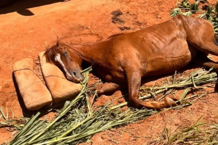 Defesa Civil resgata égua vítima de maus-tratos e localiza cavalos furtados em Caldas Novas
