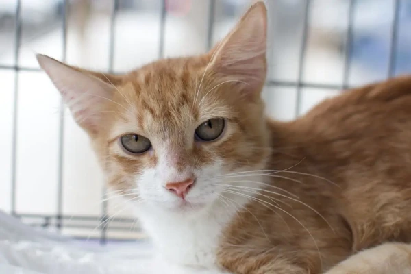 Goiânia recebe feira de adoção com cerca de 40 cães e gatos neste sábado