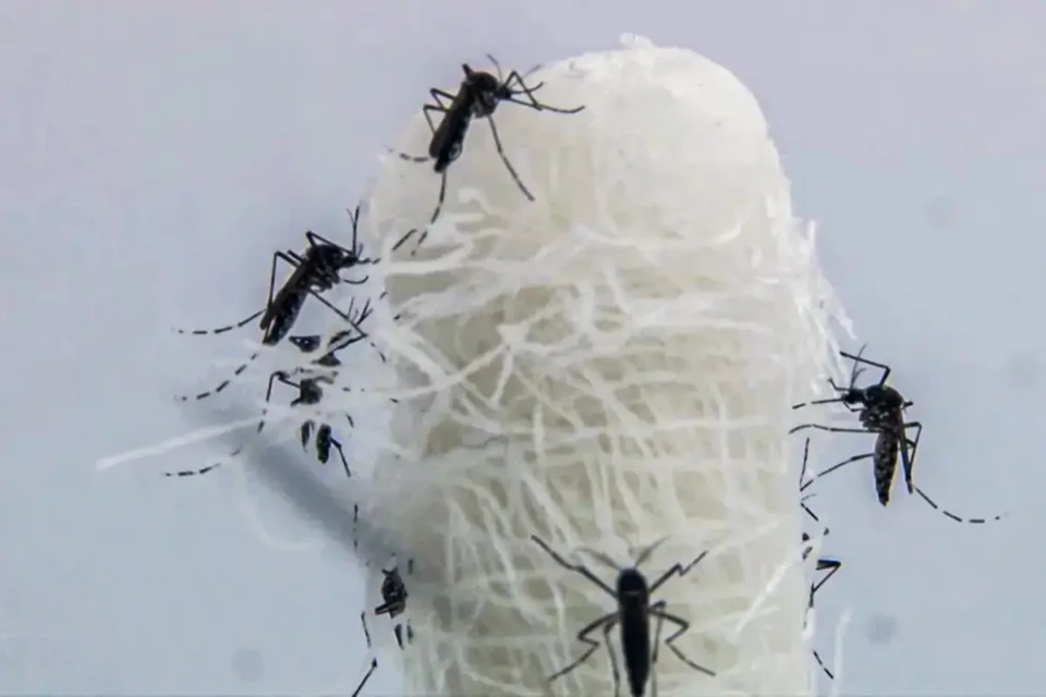dengue