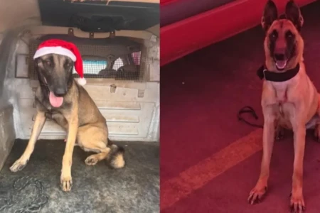 Cães bombeiros Revolta e Afra - (Foto: reprodução/redes sociais)