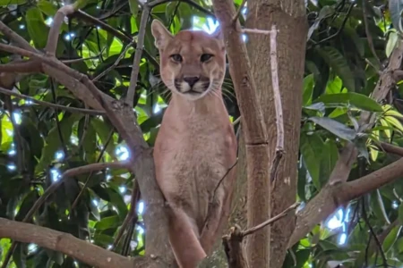 Onça-parda em chácara de Novo Gama mobiliza bombeiros, prefeituras e equipe veterinária