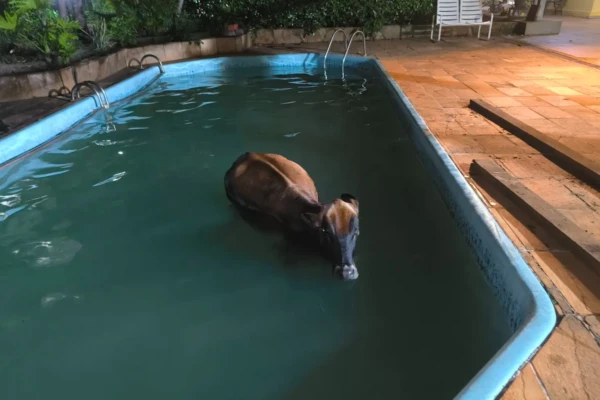 Bombeiros resgatam vaca que caiu dentro de piscina na zona rural de Goianira Animal foi retirado com segurança veja fotos