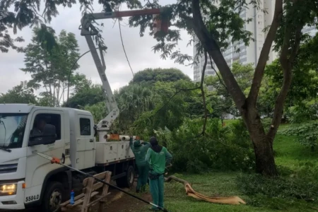 Imagem mostra trabalhadores durante poda de árvore na capital